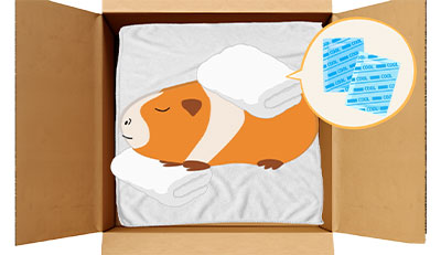 モルモットちゃんのエンゼルケア