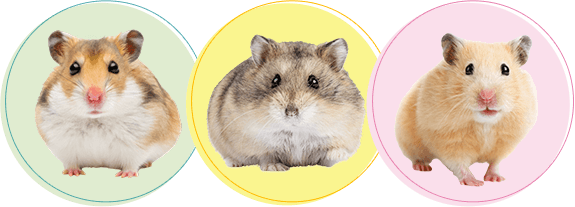 ハムスターちゃんの火葬・葬儀後までサポートします