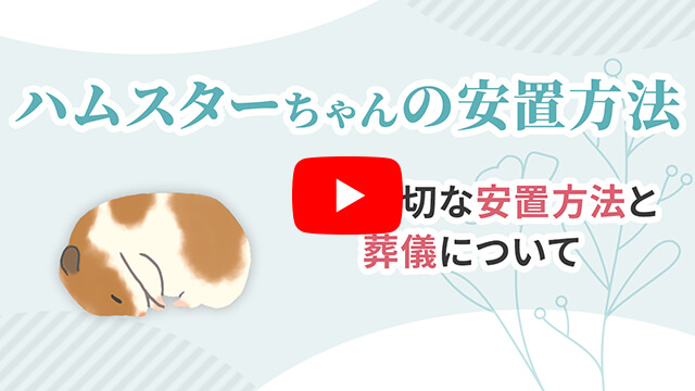 ハムスターちゃんが亡くなったら何をすればいい？安置方法と葬儀について