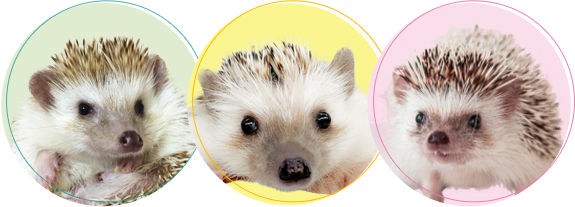 ハリネズミちゃんの火葬・葬儀後までサポートします