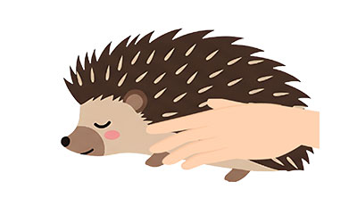 ハリネズミちゃんのエンゼルケア