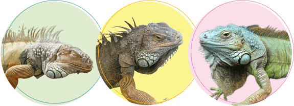 イグアナちゃんの火葬・葬儀後までサポートします