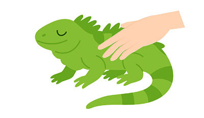 イグアナちゃんのエンゼルケア