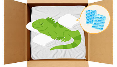 イグアナちゃんのエンゼルケア