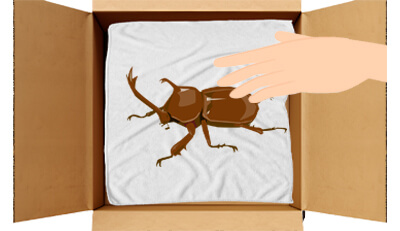 昆虫（カブトムシなど）のエンゼルケア