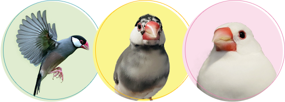 文鳥ちゃんの火葬・葬儀後までサポートします