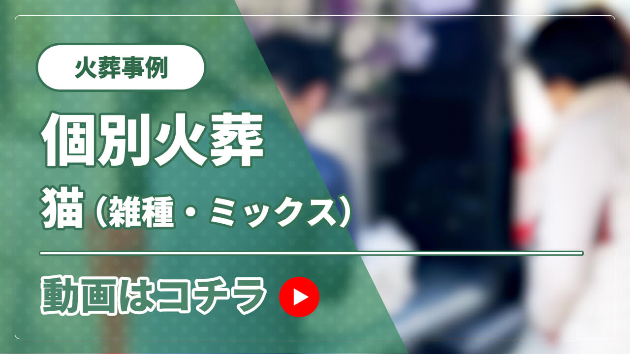 火葬事例 猫