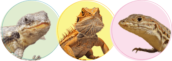 トカゲちゃんの火葬・葬儀後までサポートします