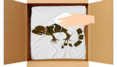 トカゲちゃんのエンゼルケア