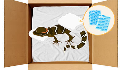 トカゲちゃんのエンゼルケア