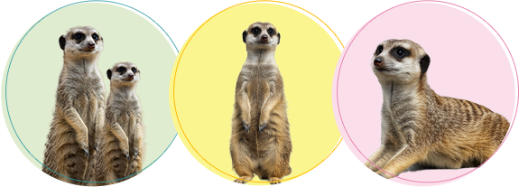 ミーアキャットちゃんの火葬・葬儀後までサポートします