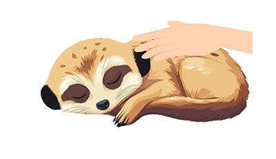 ミーアキャットちゃんのエンゼルケア