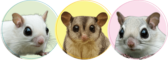 モモンガちゃんの火葬・葬儀後までサポートします