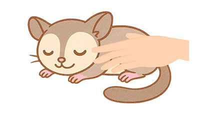 モモンガちゃんのエンゼルケア