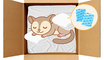 モモンガちゃんのエンゼルケア