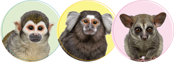 サルちゃんの火葬・葬儀後までサポートします