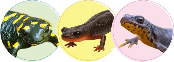 イモリちゃんの火葬・葬儀後までサポートします