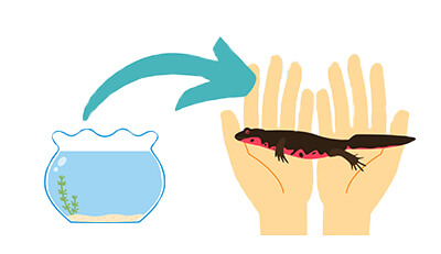 イモリちゃんのエンゼルケア