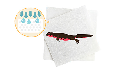 イモリちゃんのエンゼルケア