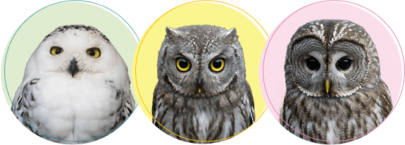 フクロウちゃんの火葬・葬儀後までサポートします