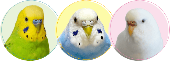 インコちゃんの火葬・葬儀後までサポートします