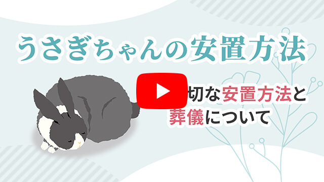 うさぎちゃんが亡くなったら何をすればいい？安置方法と葬儀について