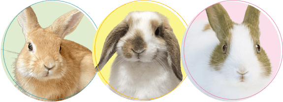 うさぎちゃんの火葬・葬儀後までサポートします