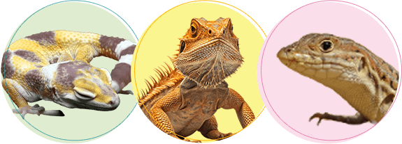 爬虫類の火葬・葬儀後までサポートします