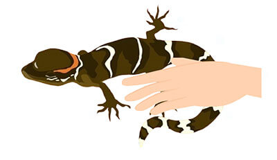 爬虫類のエンゼルケア