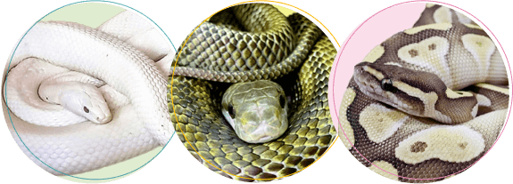 ヘビちゃんの火葬・葬儀後までサポートします