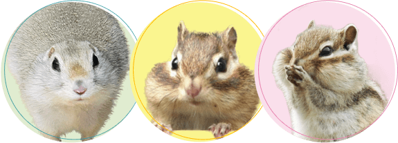 リスちゃんの火葬・葬儀後までサポートします