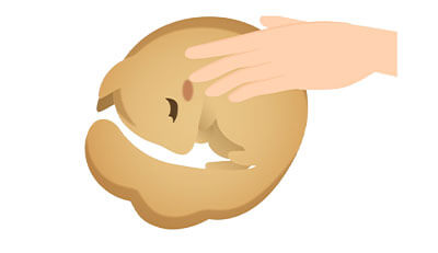 リスちゃんのエンゼルケア