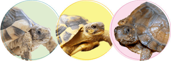 カメちゃんの火葬・葬儀後までサポートします