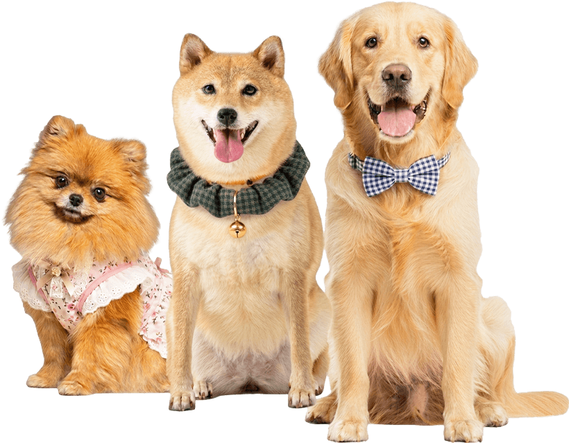 愛犬