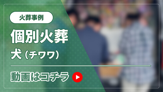 火葬事例 犬（チワワ）