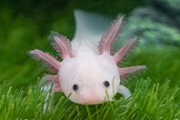 ウーパールーパー
