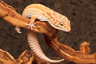ヤモリ
