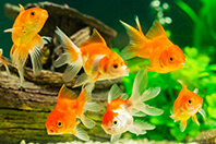 金魚