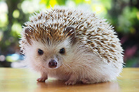 ハリネズミ