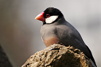 文鳥