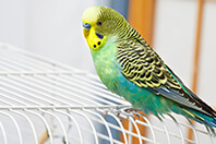 インコ