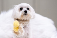 小型犬