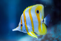 熱帯魚