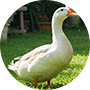 アヒル