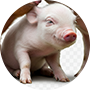 ミニブタ
