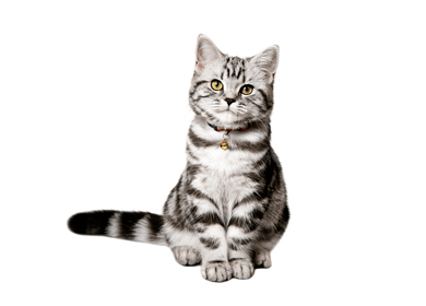 ご火葬・葬儀可能なペットちゃん一覧 ペット火葬・葬儀はハピネス