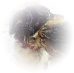 ハリネズミの火葬 葬儀はハピネス 格安出張 7 700 霊園供養 納骨可