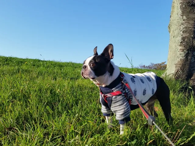 犬が死ぬ前にする行動って 後悔のないよう最期にできること ペット火葬 葬儀はハピネス 格安出張 7 700 霊園供養 納骨可