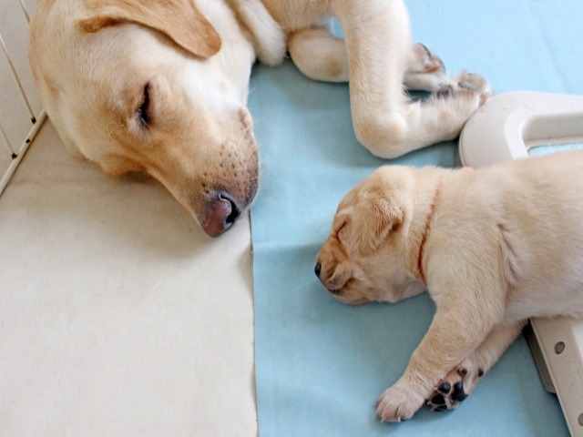 犬が死ぬ前にする行動って 後悔のないよう最期にできること ペット火葬 葬儀はハピネス 格安出張 7 700 霊園供養 納骨可