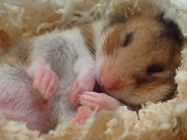 ハムスター 死に そう